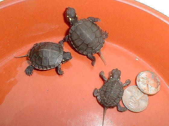 baby painted turtle belly